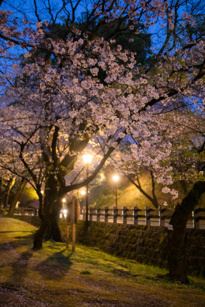 熊本城　有馬写真館　七五三　夜桜